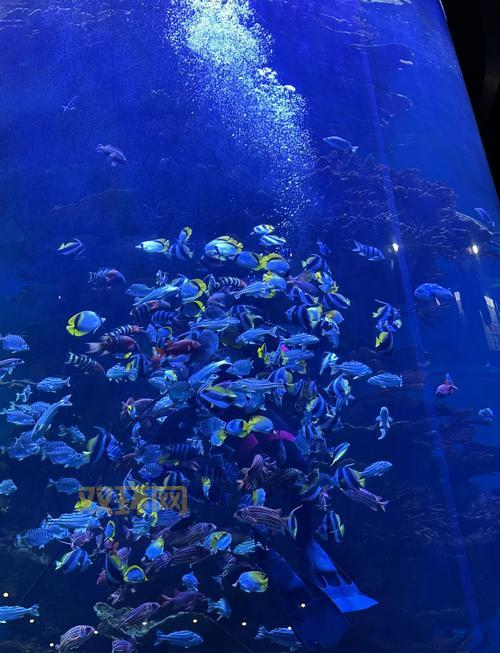 怎么去海底需要什么条件?不是所有人都能去要注意!