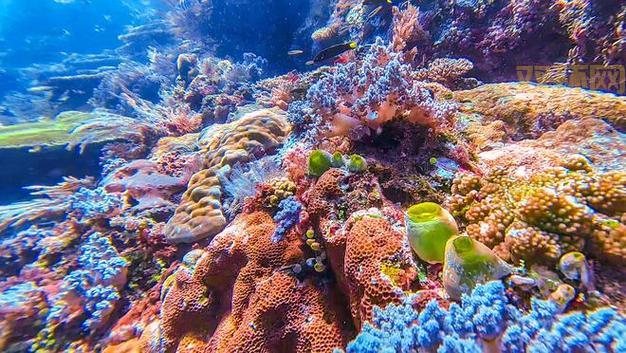 哪里能买到好看的五彩珊瑚碎片？这几个地方值得看看。