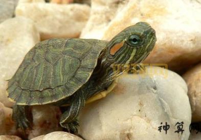 伏击之王打一生肖是哪个？这个生肖有啥特点？