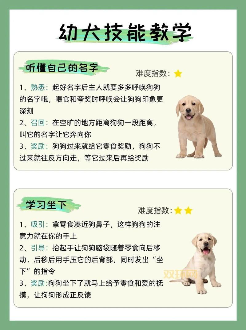 宠物天赋如何培养？训宠达人教你开发潜能！