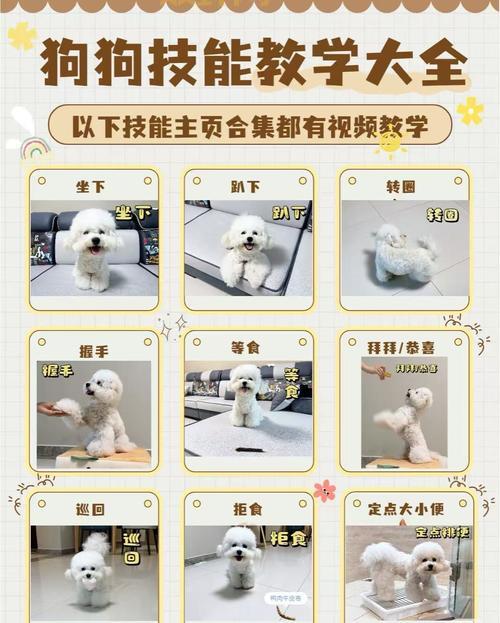 宠物天赋如何培养？训宠达人教你开发潜能！