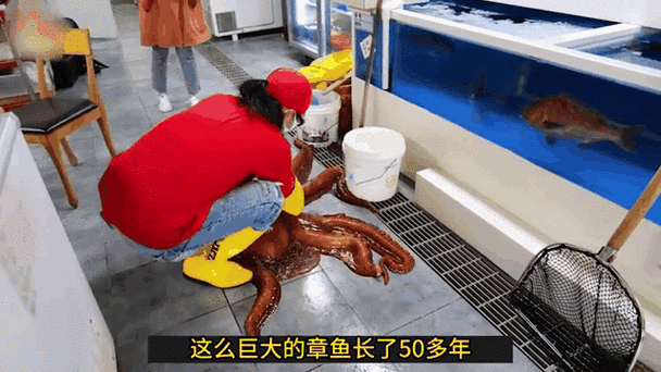 巨型黑章鱼的触须吓人吗?潜水员亲身经历分享!