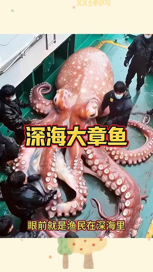 巨型黑章鱼的触须吓人吗?潜水员亲身经历分享!