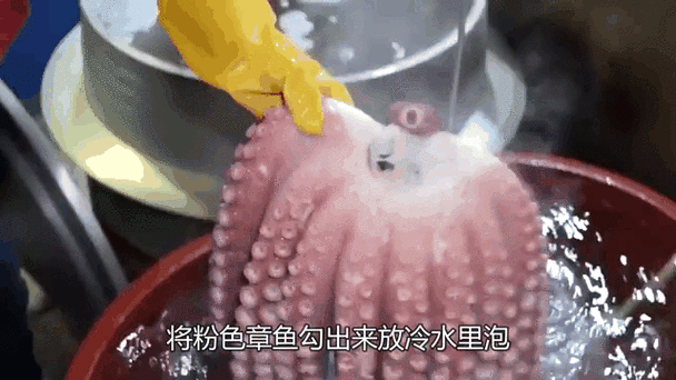 巨型黑章鱼的触须吓人吗?潜水员亲身经历分享!