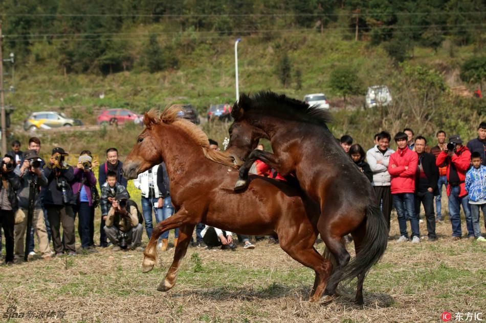 俩男一马什么梗？简单几句话，带你了解事件来龙去脉！