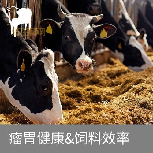 奶牛APP福引导网站打不开怎么办?试试这几个办法!