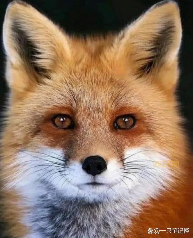 动物瞳孔长方形有什么特别作用?原来能帮助它们看得更宽广!