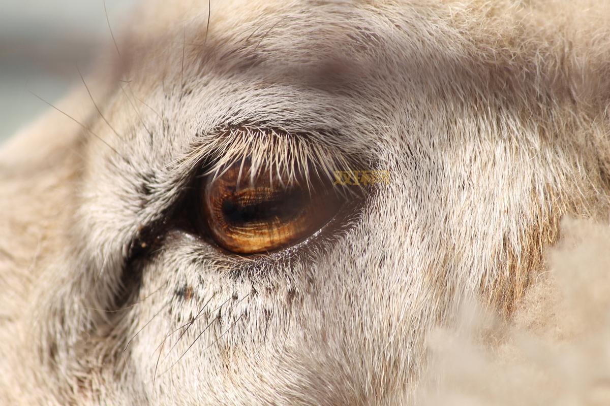 动物瞳孔长方形有什么特别作用?原来能帮助它们看得更宽广!