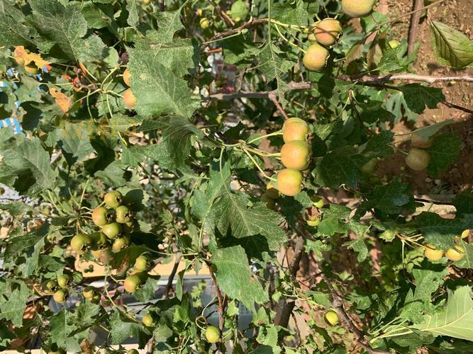 山楂岛到底好玩吗?去过的朋友都说这几点体验超棒!