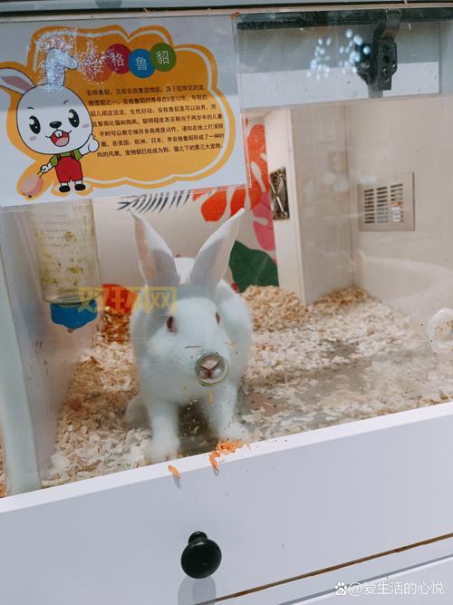 怎样把两只小兔子吸红肿？这样操作居然可以！