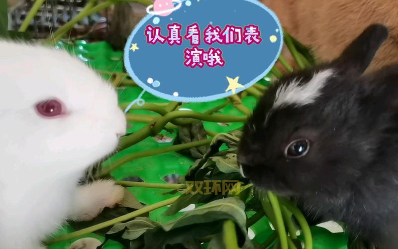 怎样把两只小兔子吸红肿？这样操作居然可以！