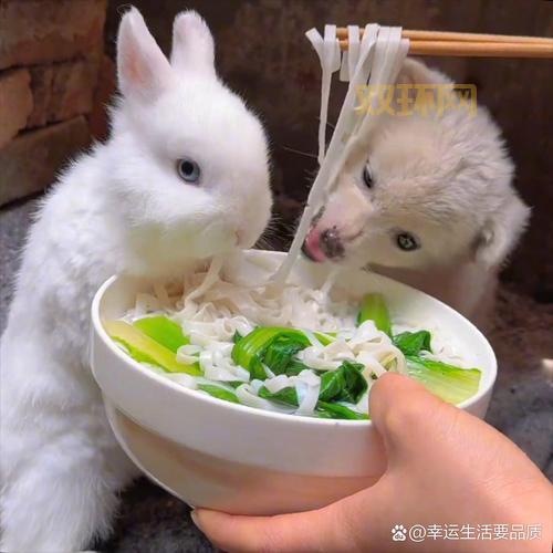 怎样把两只小兔子吸红肿？这样操作居然可以！