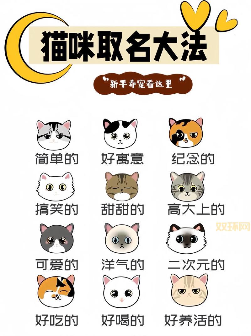 新版猫咪地域网名怎么选?这几个方向帮你找到!