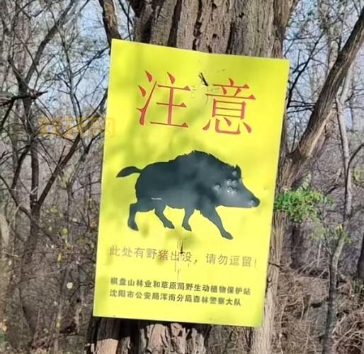 想拥有野猪之速？这几个技巧你一定要掌握！