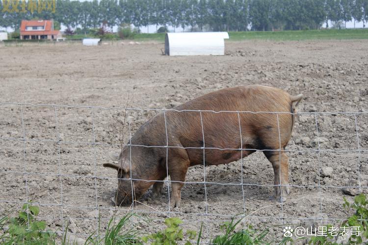 想拥有野猪之速？这几个技巧你一定要掌握！