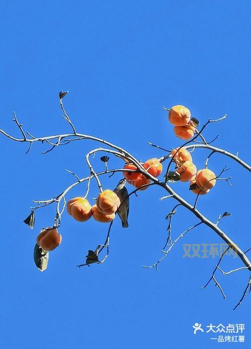 喜鹊树手机影院安全吗？会不会有病毒啊？