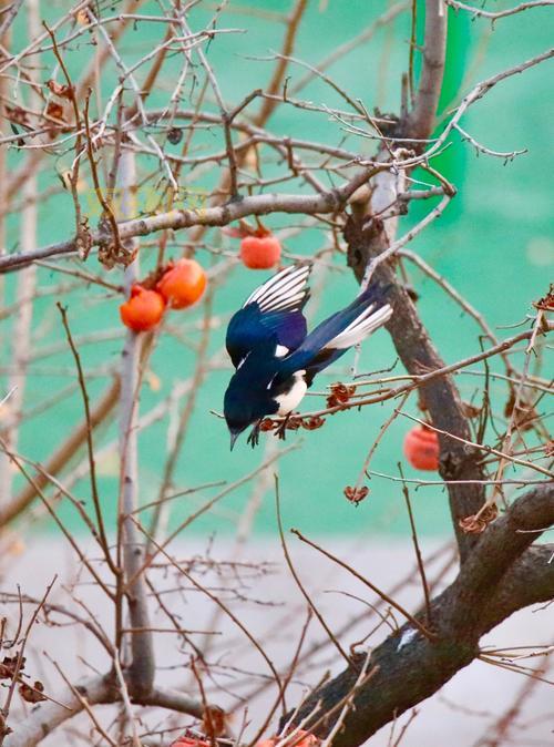 喜鹊树手机影院安全吗?会不会有病毒啊?