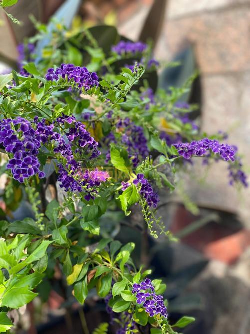 天台上的男生金银花露好喝吗？试试就知道了！