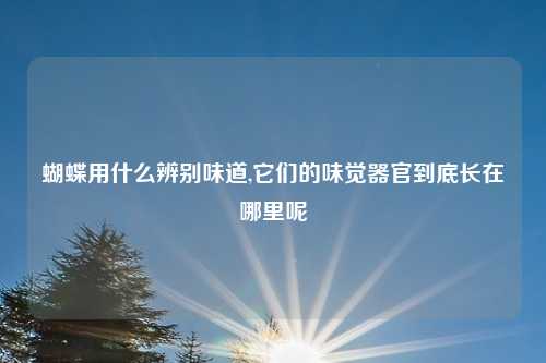 蝴蝶用什么辨别味道,它们的味觉器官到底长在哪里呢