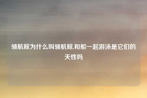 领航鲸为什么叫领航鲸,和船一起游泳是它们的天性吗